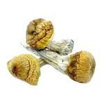 Cambodian mushrooms for sale In Australia