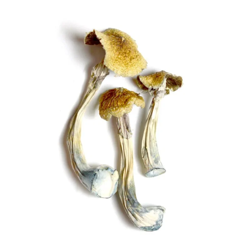Ecuadorian Mushrooms For Sale Australia