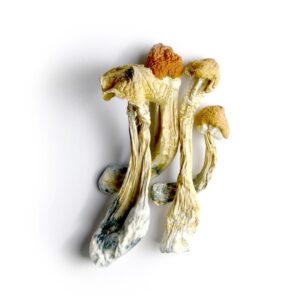 Ecuadorian Mushrooms For Sale Europe