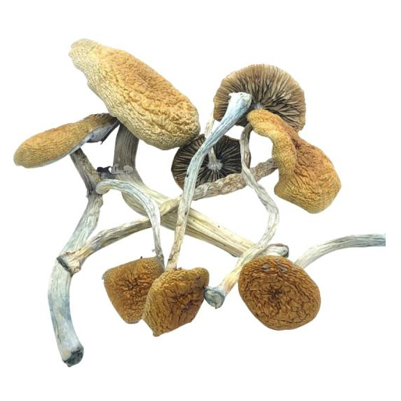 Mazatapec Mushrooms Shop in Australia