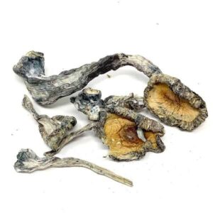 Buy Blue Meanie magic mushrooms shop in Europe