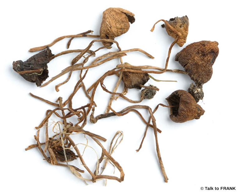 liberty-cap_mushrooms.jpg